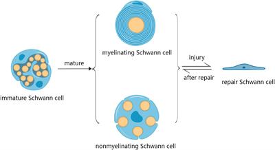 Research progress on the reduced neural repair ability of aging Schwann cells